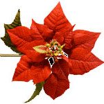 Joyful expectation for Christmas